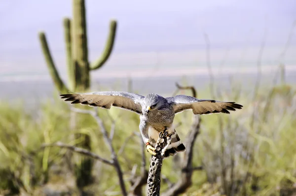 Falco grigio — Foto Stock