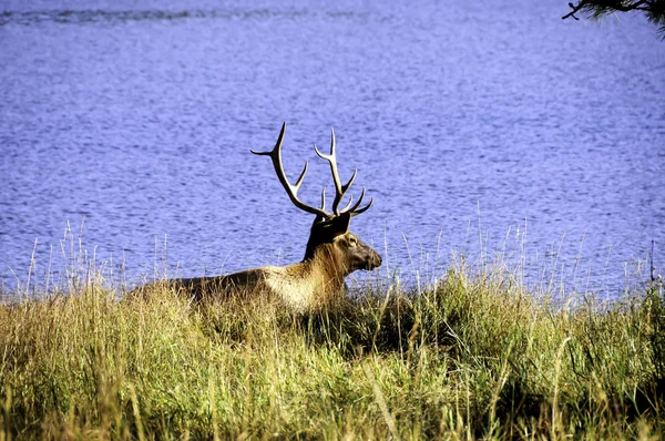 stock image Bull Elk