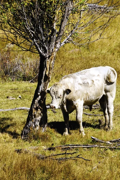 Hnědé a bílé krávy stojící vedle stromu — Stock fotografie