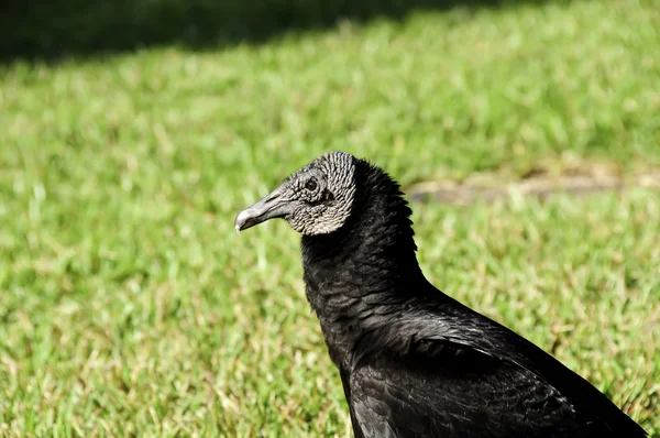 Black Vulture — Stock Photo, Image