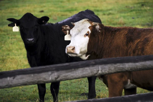 Two Cows — Stock Photo, Image