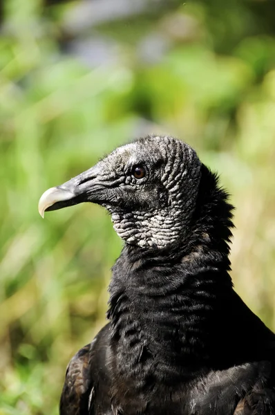 黑秃鹫 — 图库照片