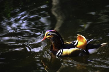 Mandarin ördeği