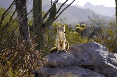 Coyote On A Rock clipart