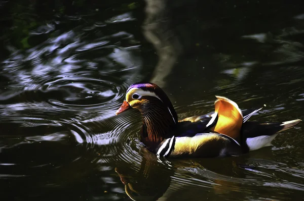 Mandarin ördeği — Stok fotoğraf