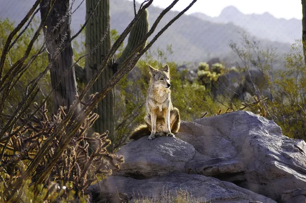 Coyote op een rots — Stockfoto