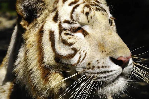 Retrato de un tigre —  Fotos de Stock
