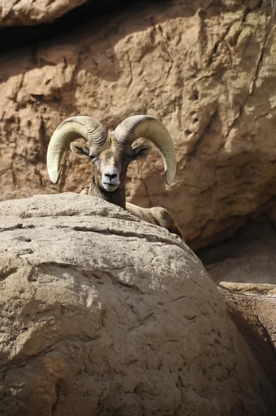 Desert Big Horn Sheep — Stock Photo, Image