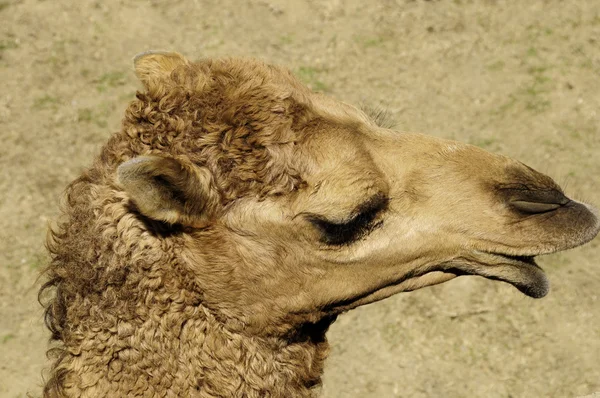A close up of a camel's head — Stock Photo, Image