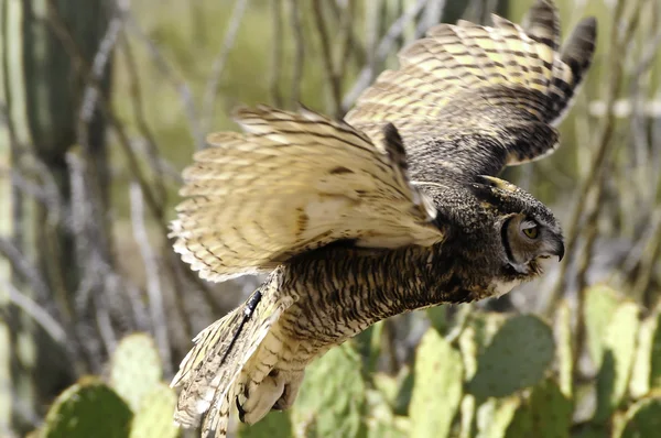 Great horned owl in flight, wings showing motion — Stock Photo, Image