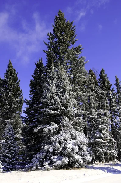 Nova neve nas árvores — Fotografia de Stock