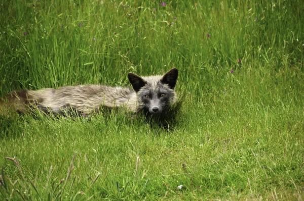 Red Fox прокладки в траве — стоковое фото