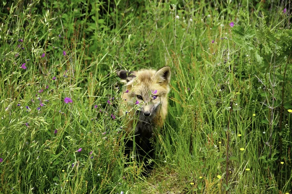 Młody red fox — Zdjęcie stockowe