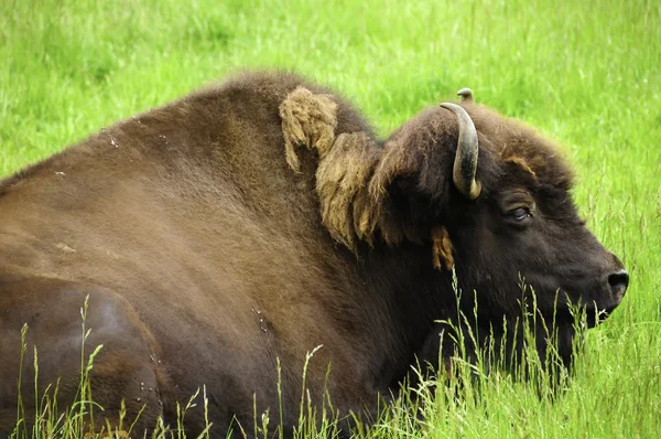 Búfalo descanso — Fotografia de Stock