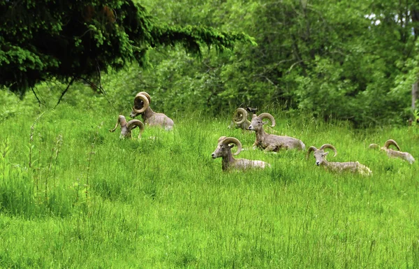 Big Horn Sheep — Stock Photo, Image