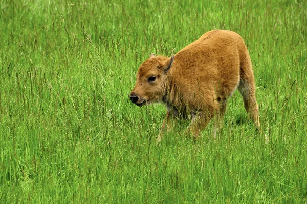 Νεαρό buffalo — Φωτογραφία Αρχείου