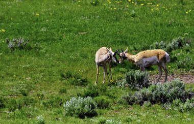 antilop yellowstone Milli Parkı