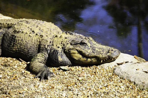 Amerikaanse alligator — Stockfoto