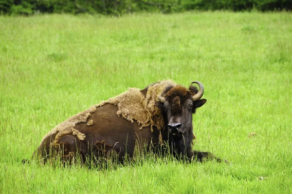 An American Bison Resting — Stock Photo, Image