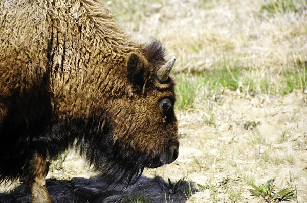 Μια bison βόσκηση — Φωτογραφία Αρχείου