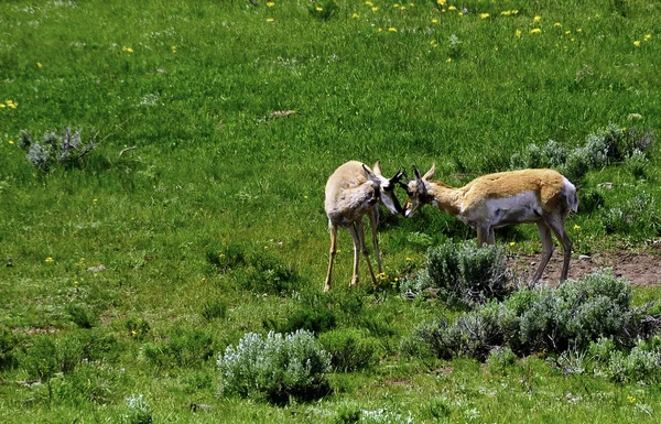 羚羊在黄石国家公园 — 图库照片