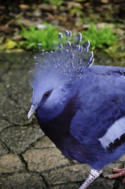Victoria Crowned Pigeon clipart
