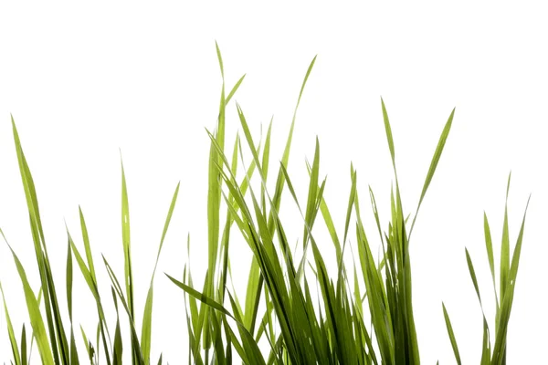 stock image Green grass