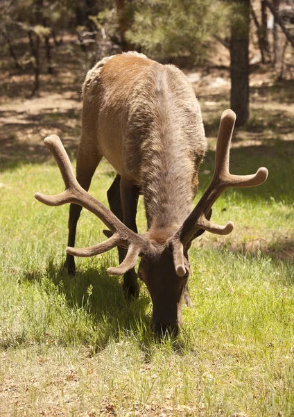 Beautiful Elk with New Antlers Grazing — Stock Photo, Image