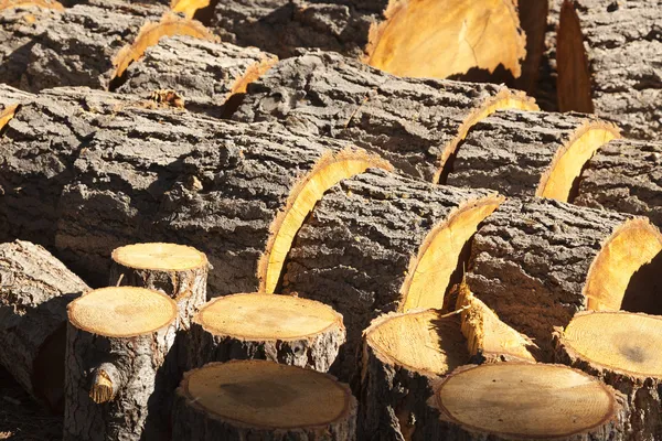Abstract van vers gesneden pine logs — Stockfoto