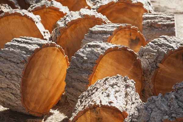 Абстрагируясь от свежесрубленных сосен — стоковое фото