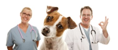 Jack Russell Terrier and Veterinarians Behind clipart