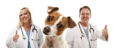 jack Russell terrier ve veterinarians arkasında