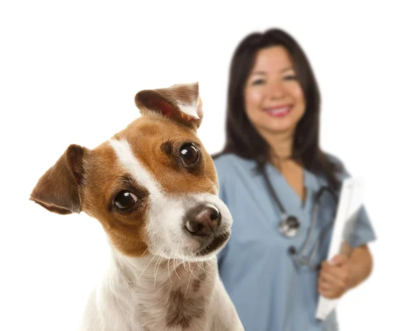 Jack russell terrier i kobiece kobieta lekarz weterynarii za — Zdjęcie stockowe