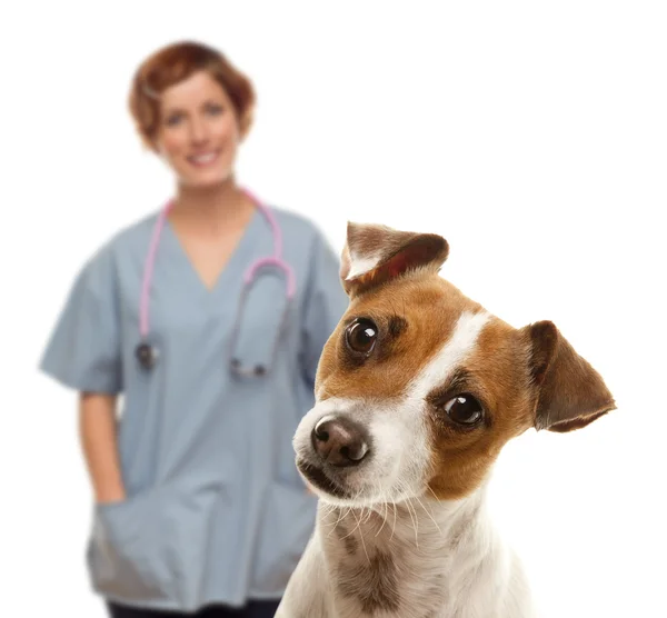 Jack Russell Terrier e Veterinário Feminino Atrás — Fotografia de Stock