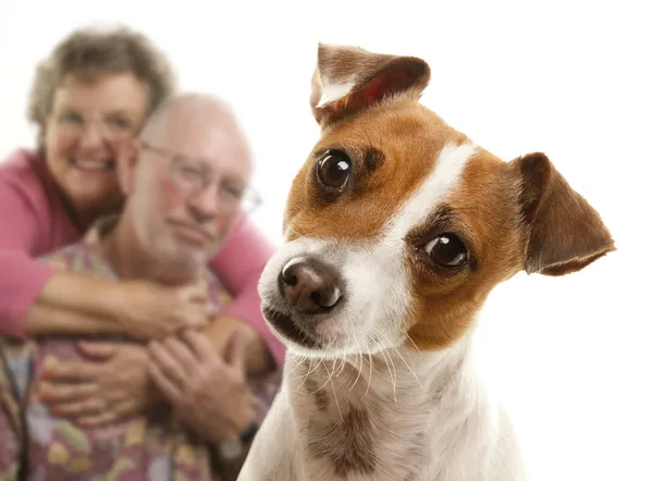Portait de um adorável Jack Russell Terrier — Fotografia de Stock