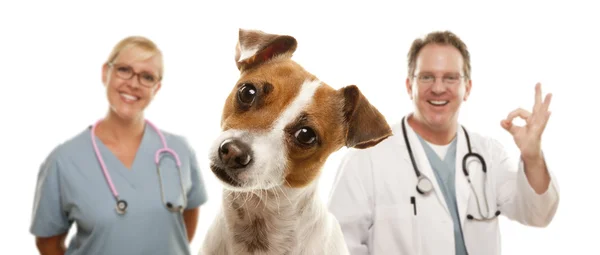 Jack Russell Terrier and Veterinarians Behind — Stock Photo, Image