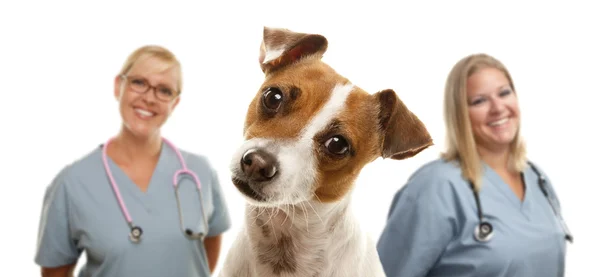 Jack Russell Terrier y los veterinarios detrás — Foto de Stock