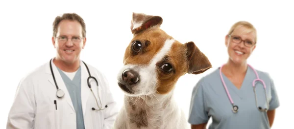 Jack Russell Terrier and Veterinarians Behind Stock Picture