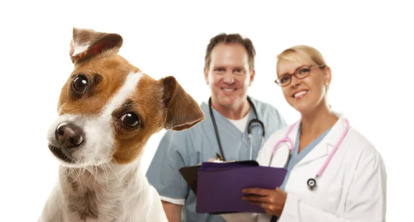 Jack Russell Terrier and Veterinarians Behind Royalty Free Stock Images