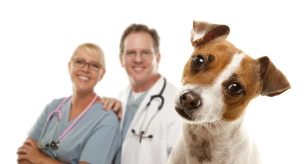 Jack Russell Terrier and Veterinarians Behind Stock Image