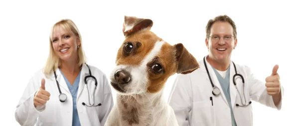 Jack Russell Terrier and Veterinarians Behind Stock Image