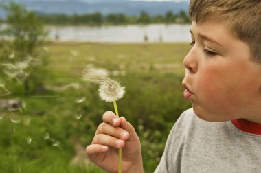 Blowing On A Dandelion clipart