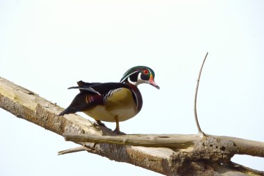 Male Wood Duck clipart