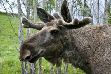 Wild Moose clipart