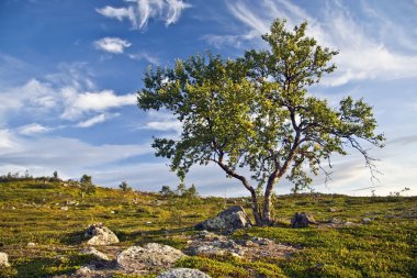 Lonely tree and sky clipart