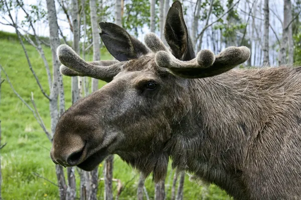 Wild Moose — Stock Photo, Image