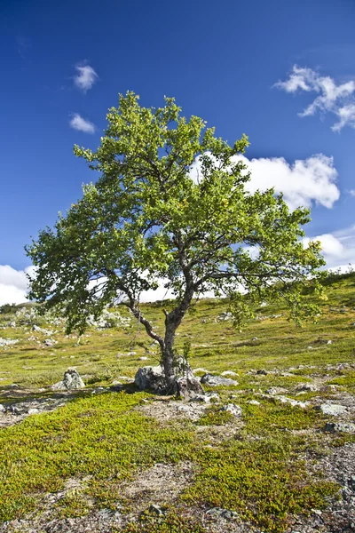 Árvore solitária e céu — Fotografia de Stock