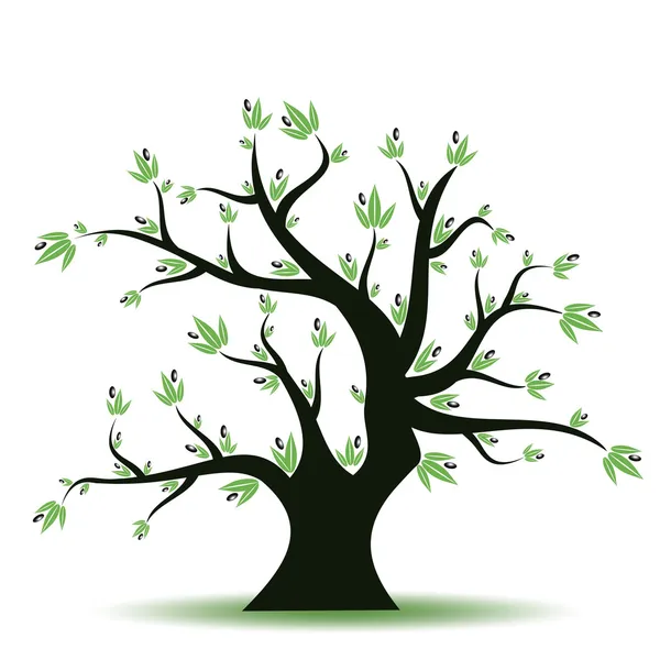 オリーブの木 — ストックベクタ
