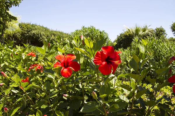 Flores vermelhas de hibisco — Fotografia de Stock