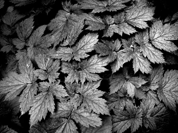 Ασπρόμαυρα φύλλα — Φωτογραφία Αρχείου